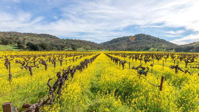 It’s the second Californian investment for Treasury Wines.