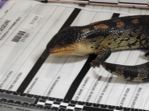 One of the blue tongue lizards saved. Picture: Supplied, Australian Border Force