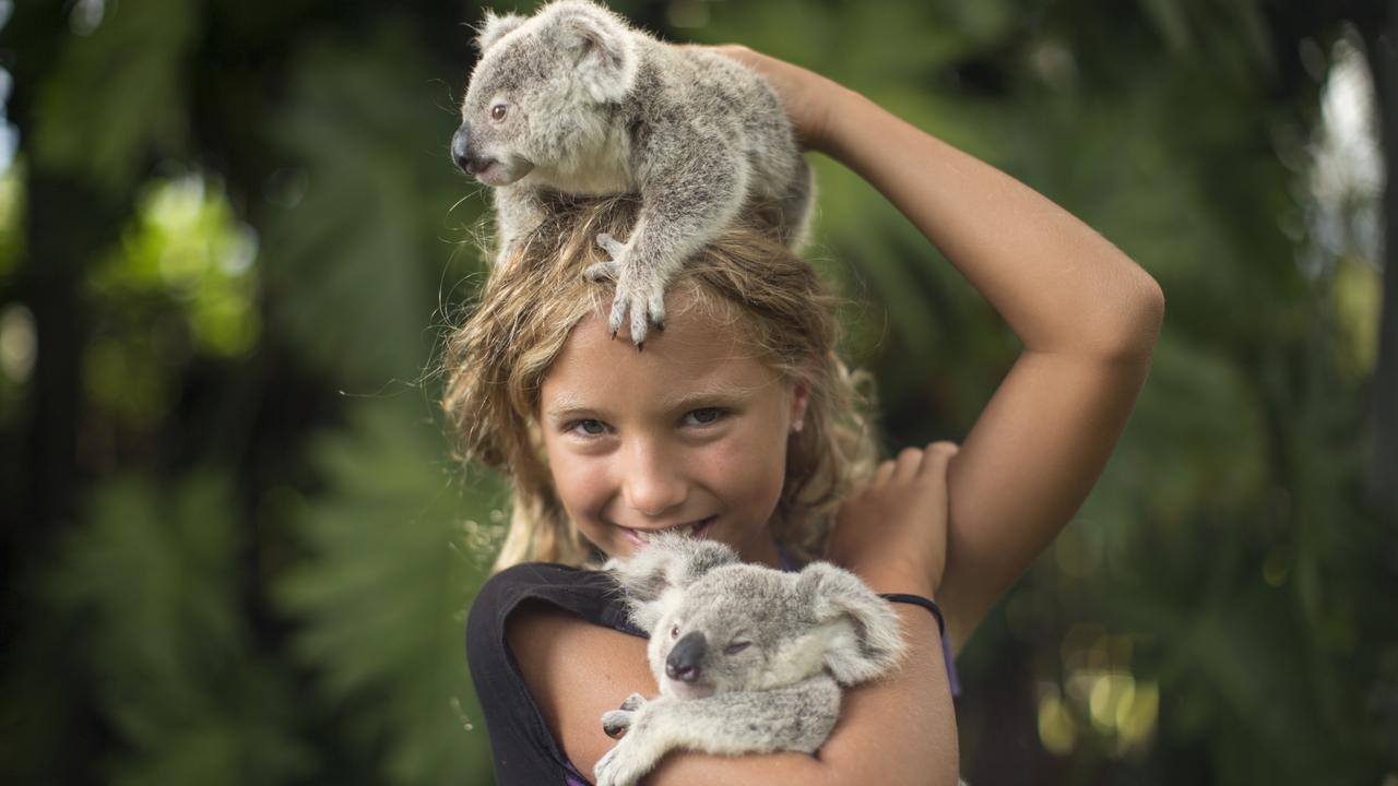 Island’s Koala Whisperer goes global in new TV series