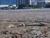 ‘Tame one’: Close encounter with croc near city