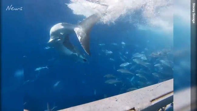 Diving with great whites off North Neptune Island