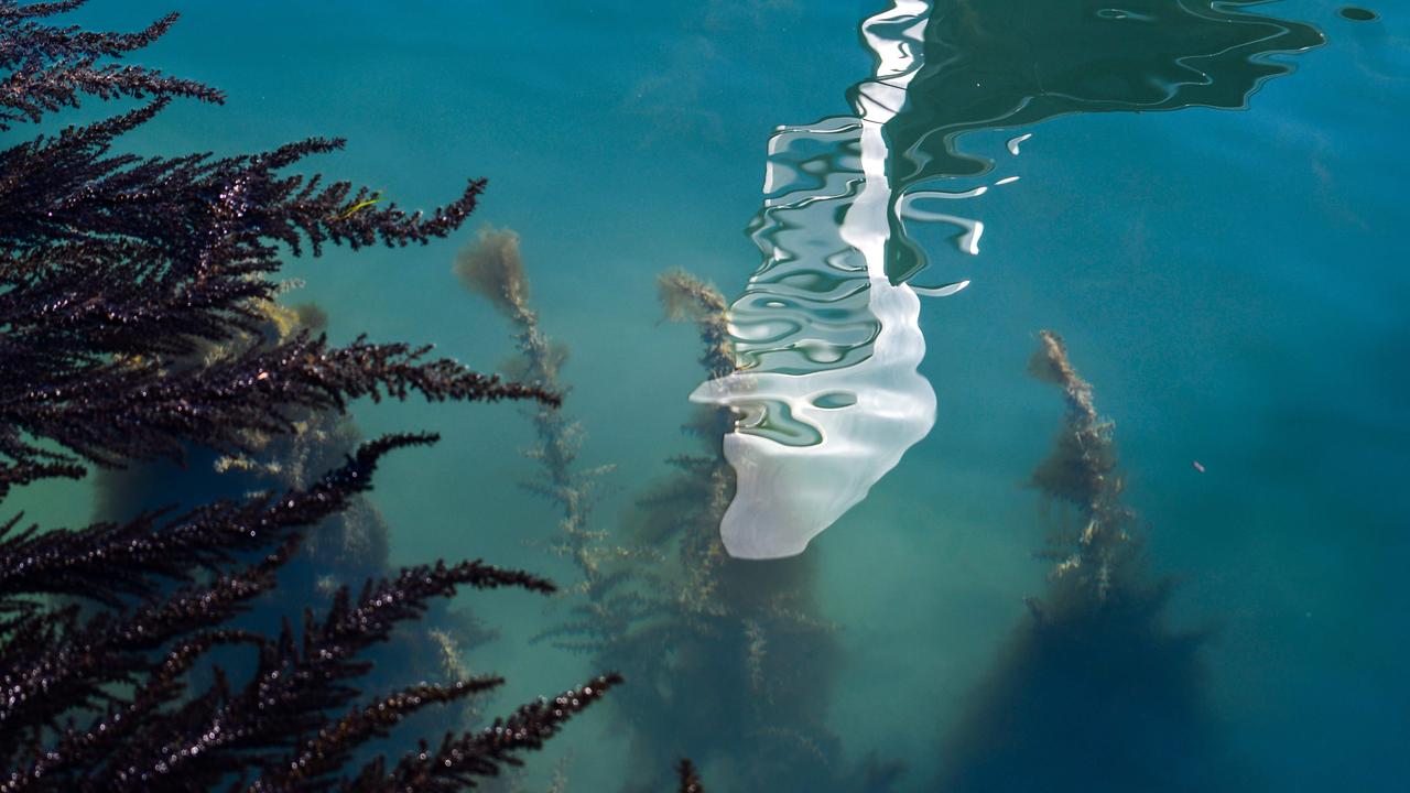 In March, you could see seaweed through the clear waters. Picture: Andrea Pattaro/AFP)