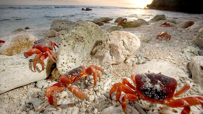 Red crabs during their migration on Christmas Island.