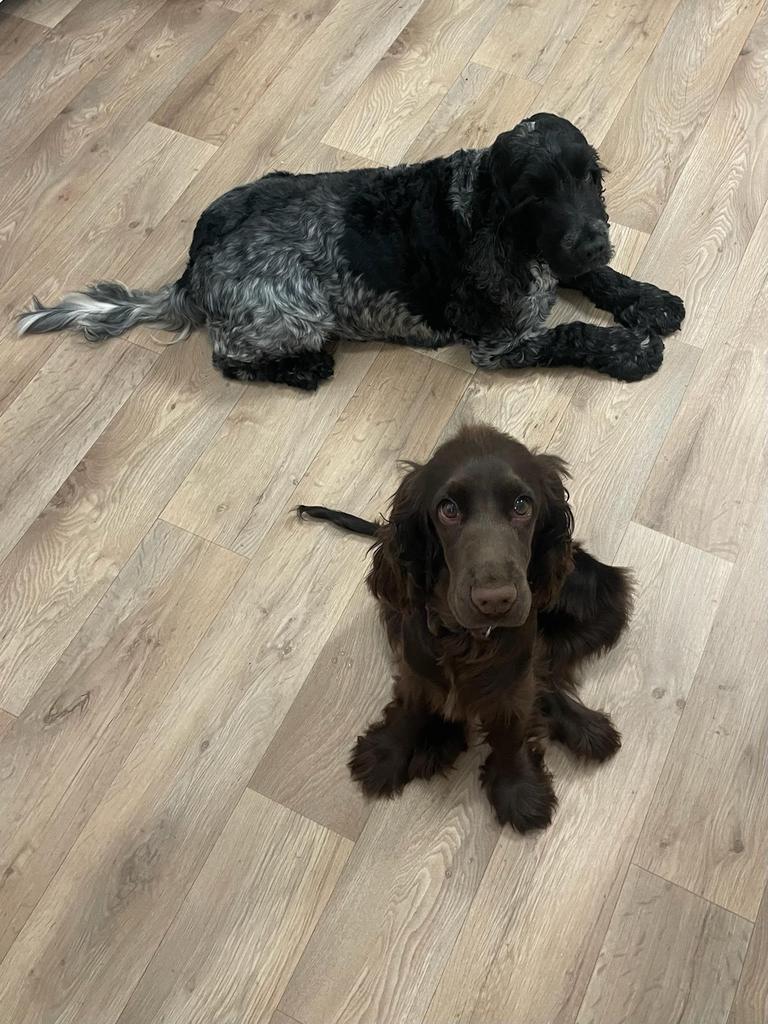 Johanna and James’ English cocker spaniels Eddie (rear) and April. A bit too close for comfort