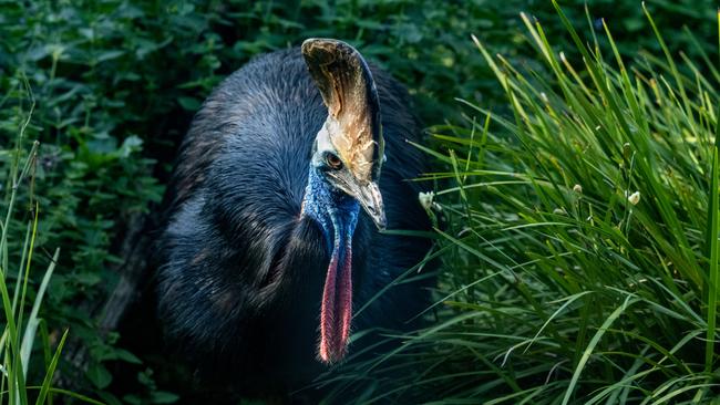 A cassowary seen strolling through the CBD was likely a juvenile bird, Liz Gallie of Mission Beach Cassowaries said…