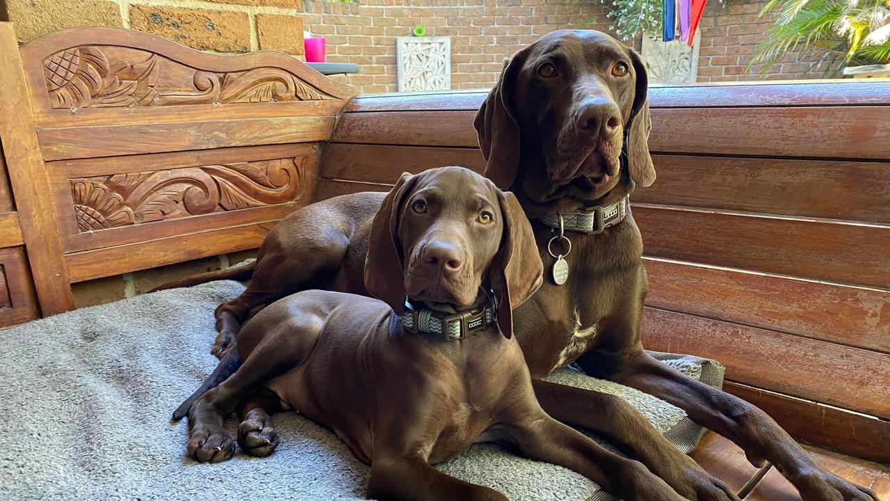 Delaquois German Shorthaired Pointers is based in Gympie.