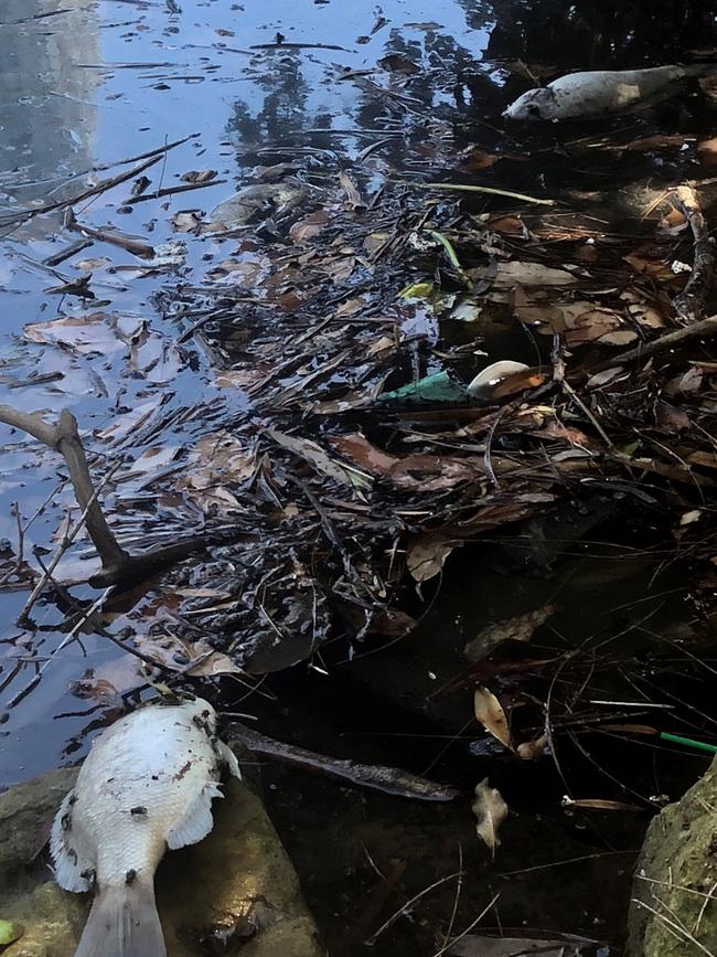 The fish were found in the Earlwood section of the river. Picture: Clare Britton