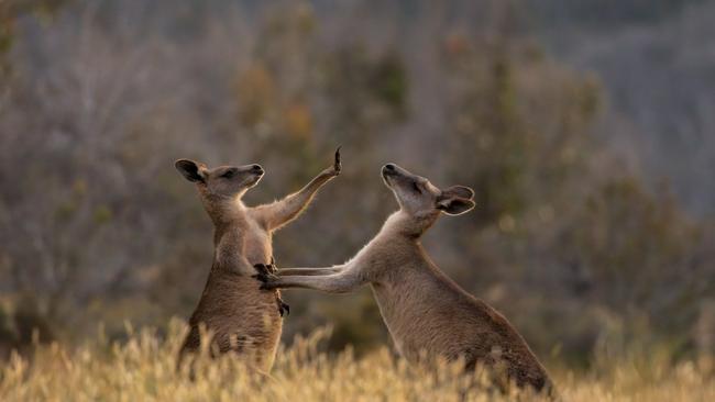 Australia has experienced the highest decline in biodiversity of any continent. Picture: Asher Allison