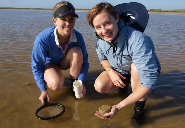 University of Adelaide scientists Nicole Foster and Dr Alice Jones work on marine plants in the Coorong. Picture: Korjent van Dijk