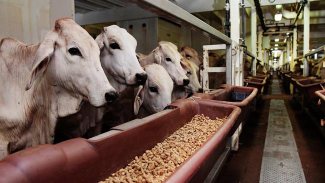 Shipping out: A consignment of cattle ready to leave port as part of Australia’s live export trade in 2018. Picture: Keri Megelus