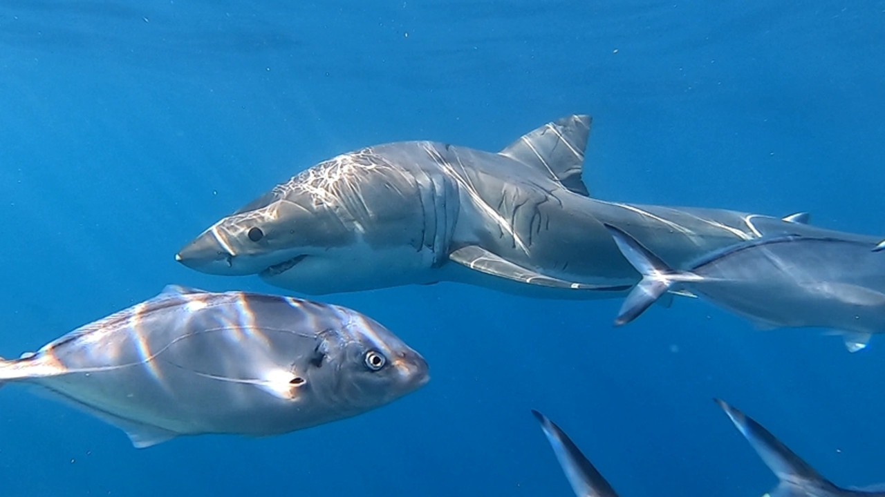 Neptune Isle sharks: Great White with hunchback | news.com.au