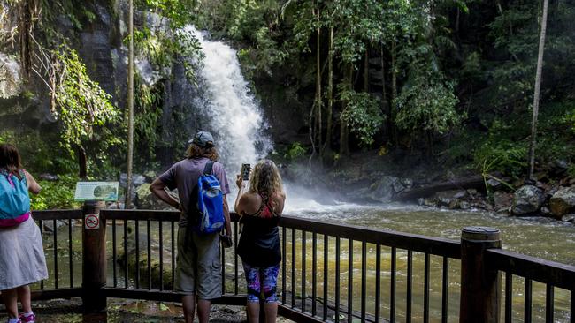Curtis Falls in Tamborine National Park. Picture: Jerad Williams