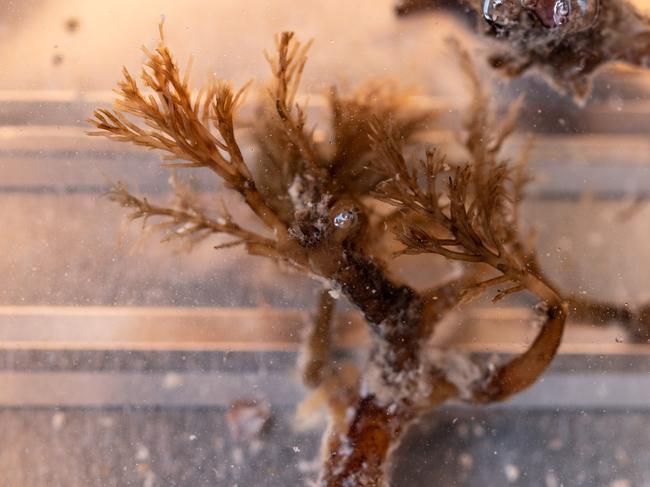 Unknown marine material found in the vomit of dogs seen eating something on Grasstree Beach, Mackay. Photo: Contributed