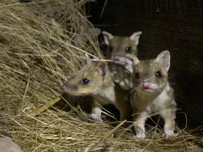 Three young eastern quolls that feature in the Quoll Farm documentary by Simon Plowright. Picture: ABC