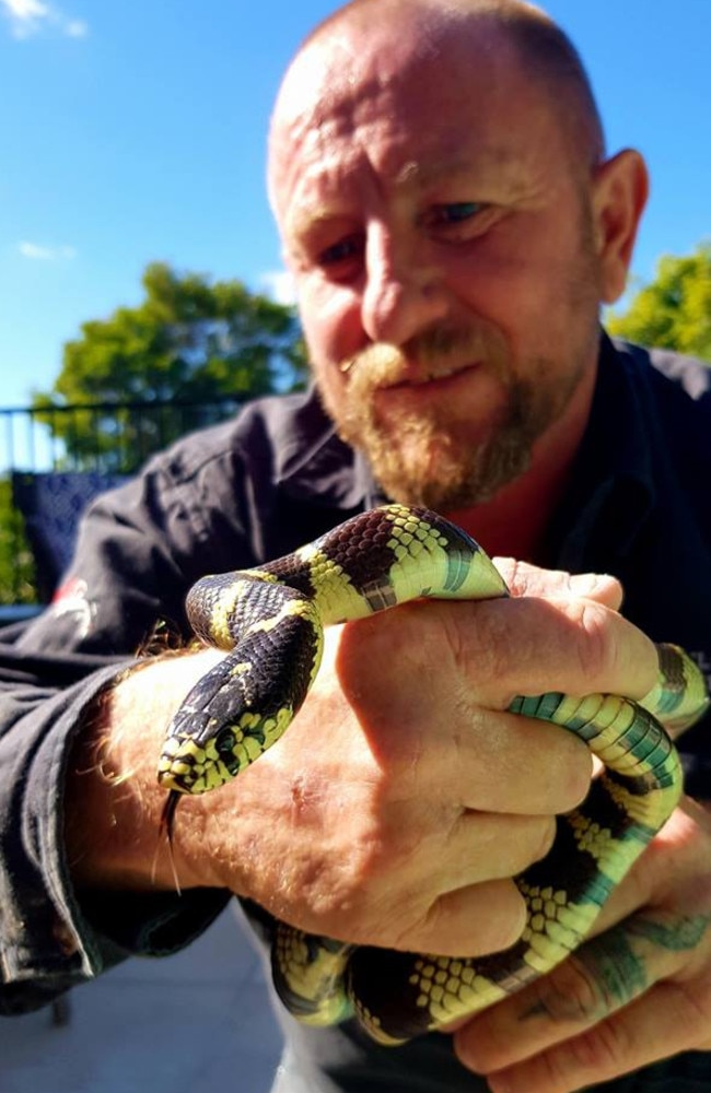 Gold Coast snake catcher Tony Harrison caught this Californian King snake after three years. Photo Facebook