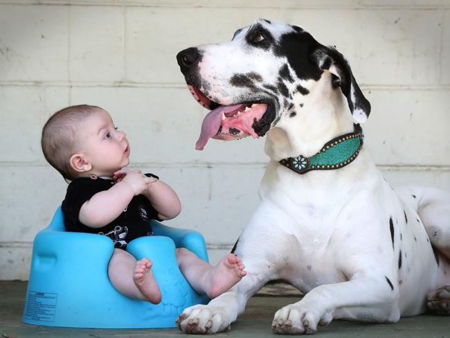 Baxter, with 3-month-old Bear deLeon, is a “big softie” who loves kids. Picture: Jamie Hanson