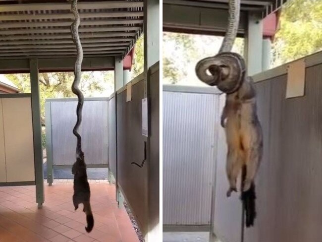 Graphic footage has shown a cruel but necessary moment between two wild animals on Queensland’s Sunshine Coast.