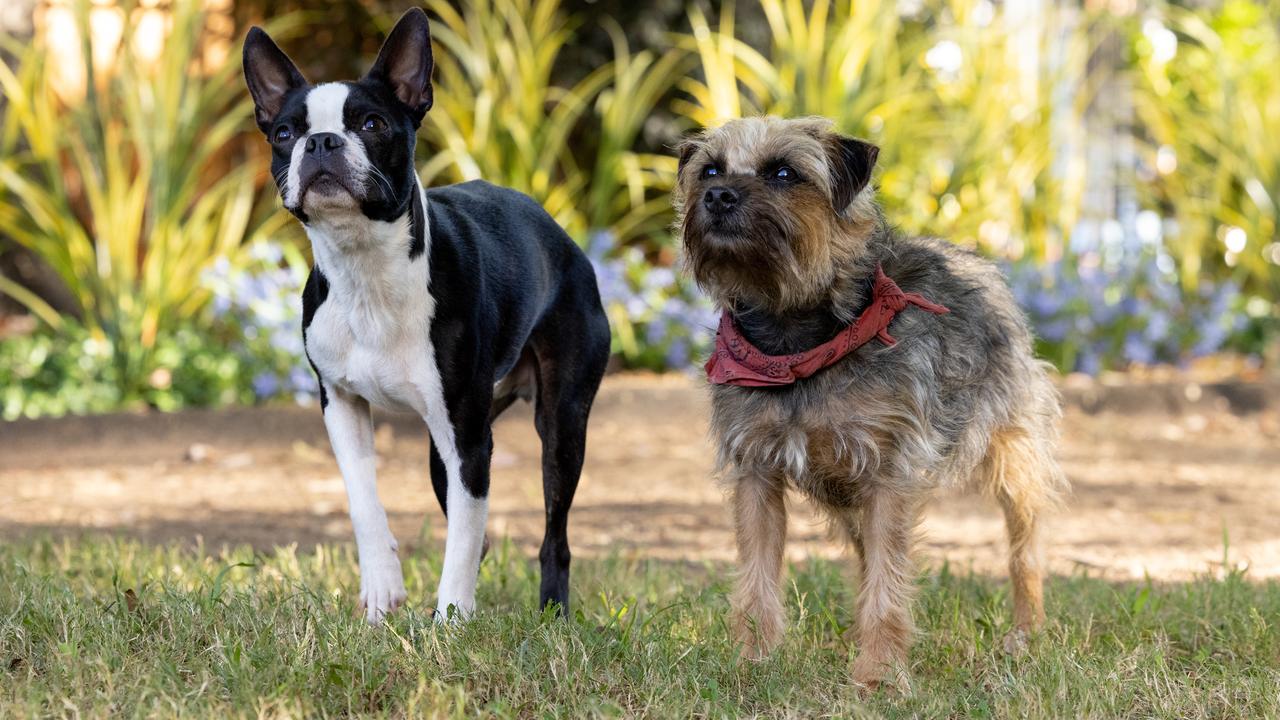 Bug (Jamie Foxx) and Reggie (Will Ferrell) in Strays.