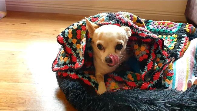 Estelle the chihuahua recovering at home after her terrifying ordeal. Picture: Supplied