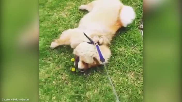 Dog wants to stay at park