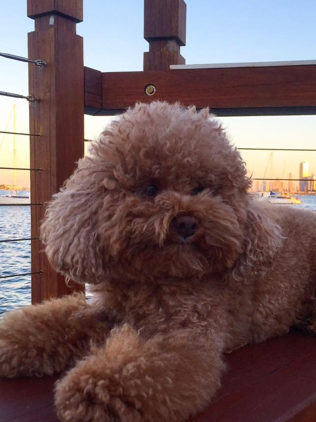 Alana Radford’s dog Ruby is always up for an adventure and is enjoying every minute exploring and finding out what the Gold Coast has to offer after coming over from Malaysia in February. Alana says Ruby “loves her new home”.