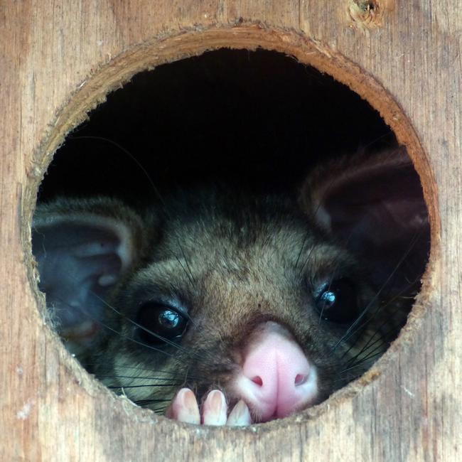 Scientists have discovered that bacteria from possums is linked to incidences of Buruli ulcer.