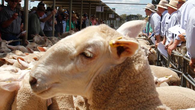 Ewe price record falls again