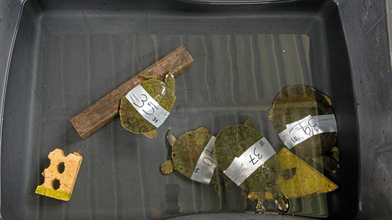 Sick turtles taken from the Bellinger River are inspected by staff at Dolphin Marine Magic. Picture: Gemima Harvey