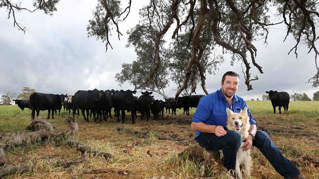 Calf call: Leasing land has freed up capital for Matt Shea to invest in beef genetics.
