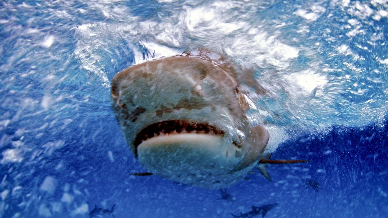 Tasmania shark attack: 10yo boy ripped from boat off Stanley coast by ...