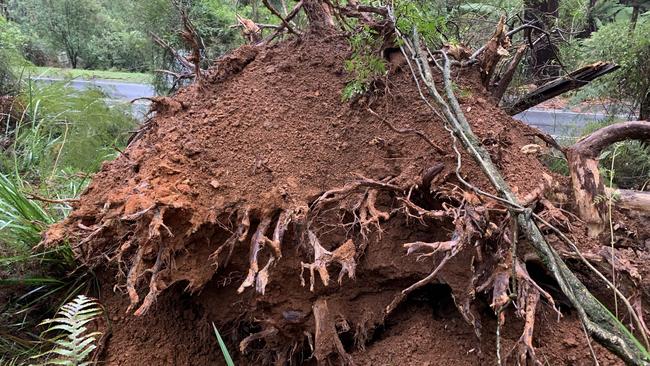 The root system of the fallen gum tree. Picture: Josh Fagan.