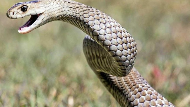 A Bundaberg boy was taken to hospital after a suspected snake bite to the leg.