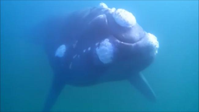 The Southern right whale keen free diver Chris Landon-Lane had a close encounter with at Bicheno