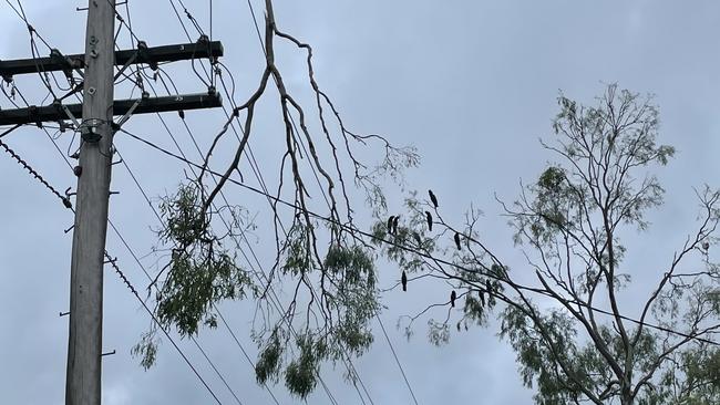 Tree blown in by Cyclone Kirrily hangs on power lines on Riverway Drive between Kelso and Rasmussen.