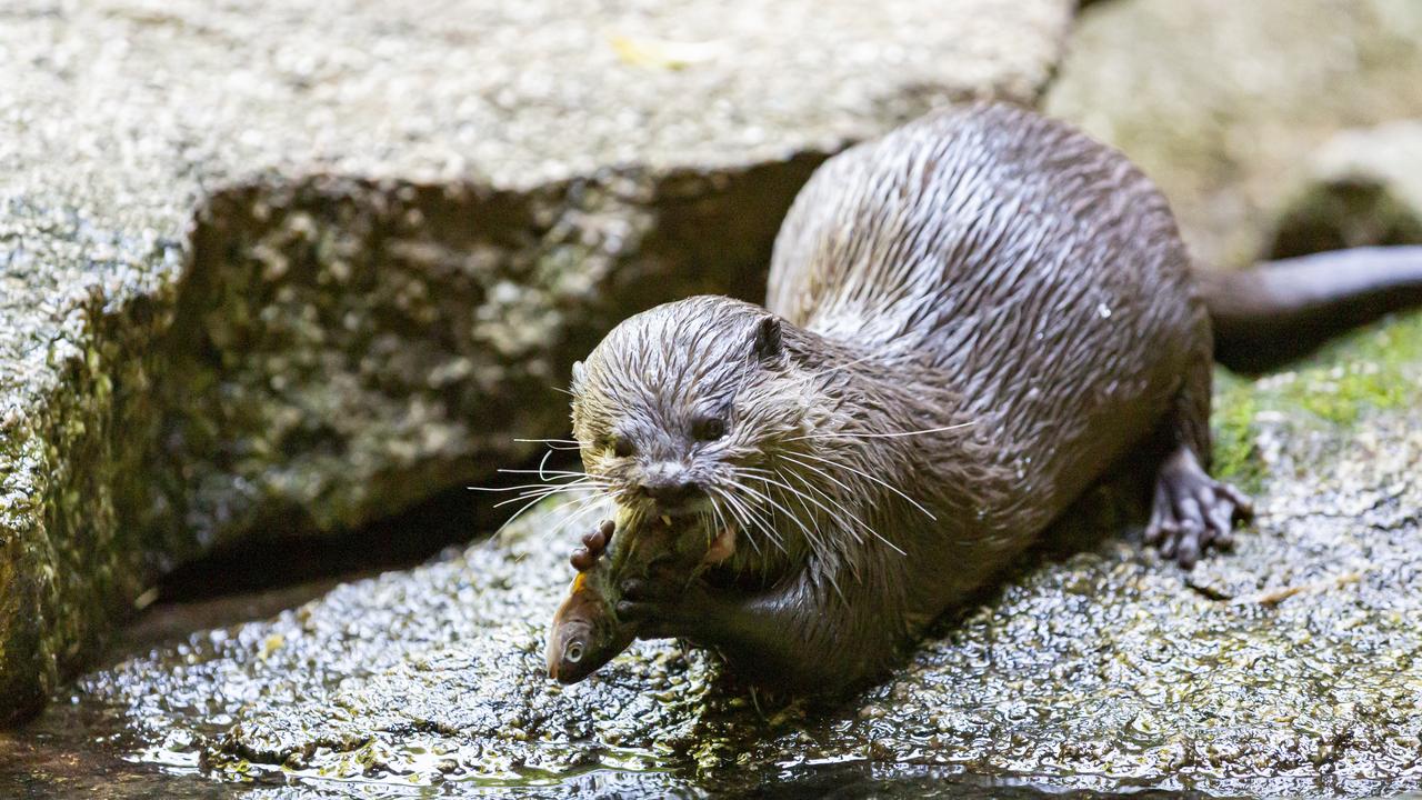 Feeding device enrichment for Asian small-clawed otter at Melbourne Zoo.