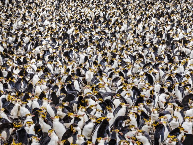 EMBARGO FOR TWAM 29 APRIL 2023. FEE MAY APPLY. A Royal penguin (Eudyptes schlegeli) colony on Macquarie Island. Macquarie Island, Australian Territory December. Photo: Doug Gimsey/Supplied