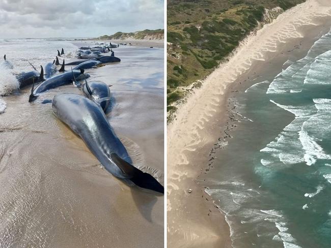 More than 150 whales have become stranded on a beach on Tasmania's west coast. Photo: Supplied