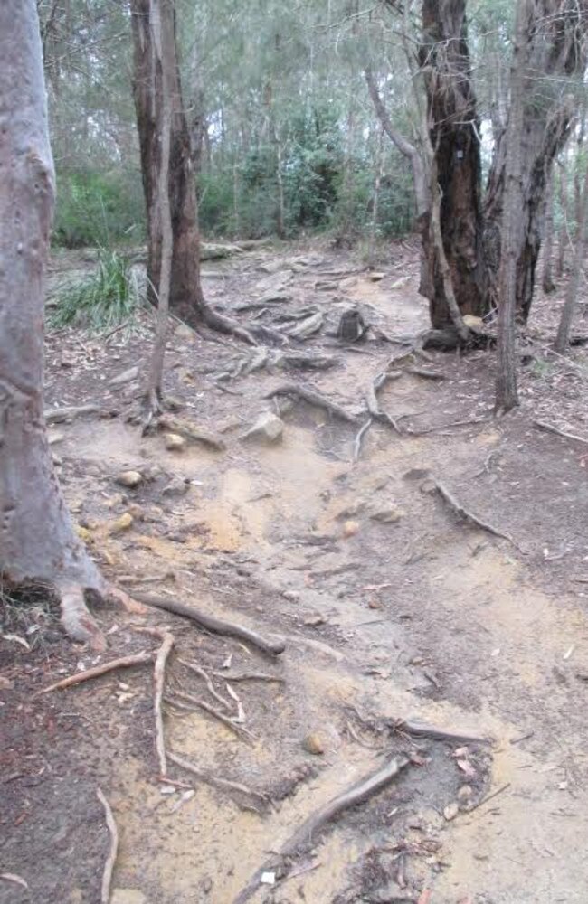 Alleged damage to tree root systems at Westleigh Park. Picture: Supplied