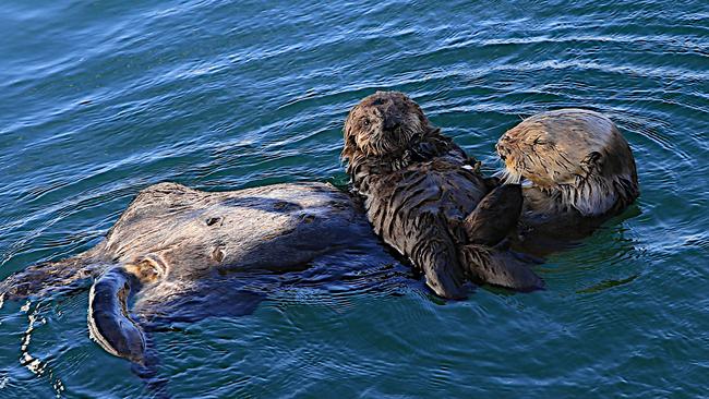 The baby stretching out and making the most of mums belly. Picture: Geraldine Davies/Caters News