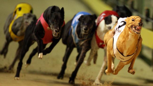 Greyhound Radley Bale wins a heat of Golden Ester Egg at Wentworth Park.