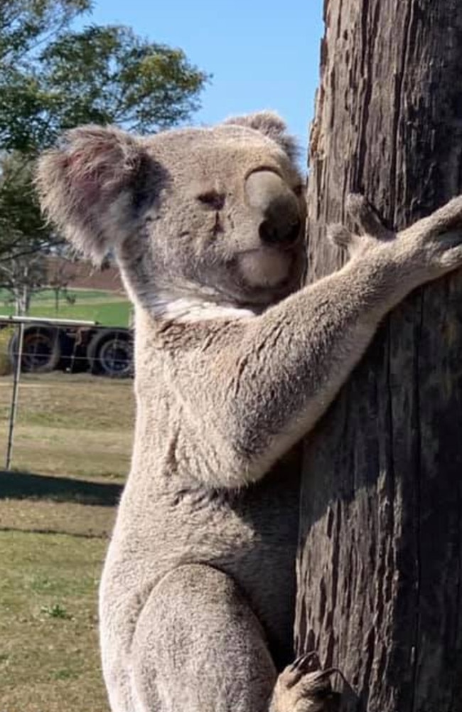 Large Koala saved from dogs by Burnett wildlife carer Noela King.