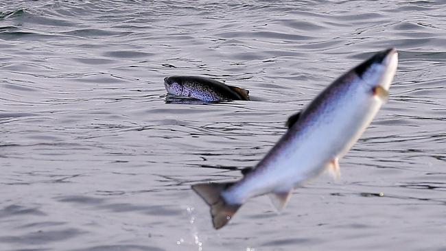 Salmon will be served at the Taste of Summer, organisers say.