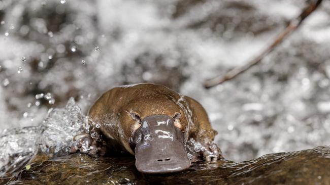 Platypuses typically have a brown colouration, which helps them blend seamlessly into the muddy creeks they inhabit. Picture: Hobart Rivulet Platypus