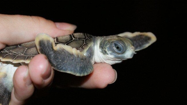 A post-hatchling Flatback Turtle. The Department of Environment and Science says the tiny turtles are dying along the Capricorn Coast after being attracted to vehicle headlights.