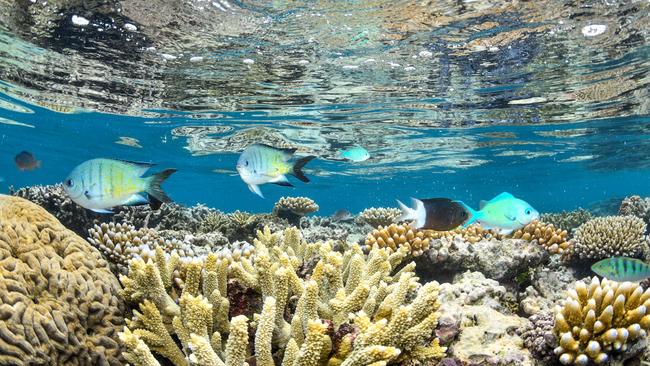 Labor plans to invest a total of $1.2bn in the Great Barrier Reef by 2030. Picture: Shannon Myers / Down Under Cruise and Dive