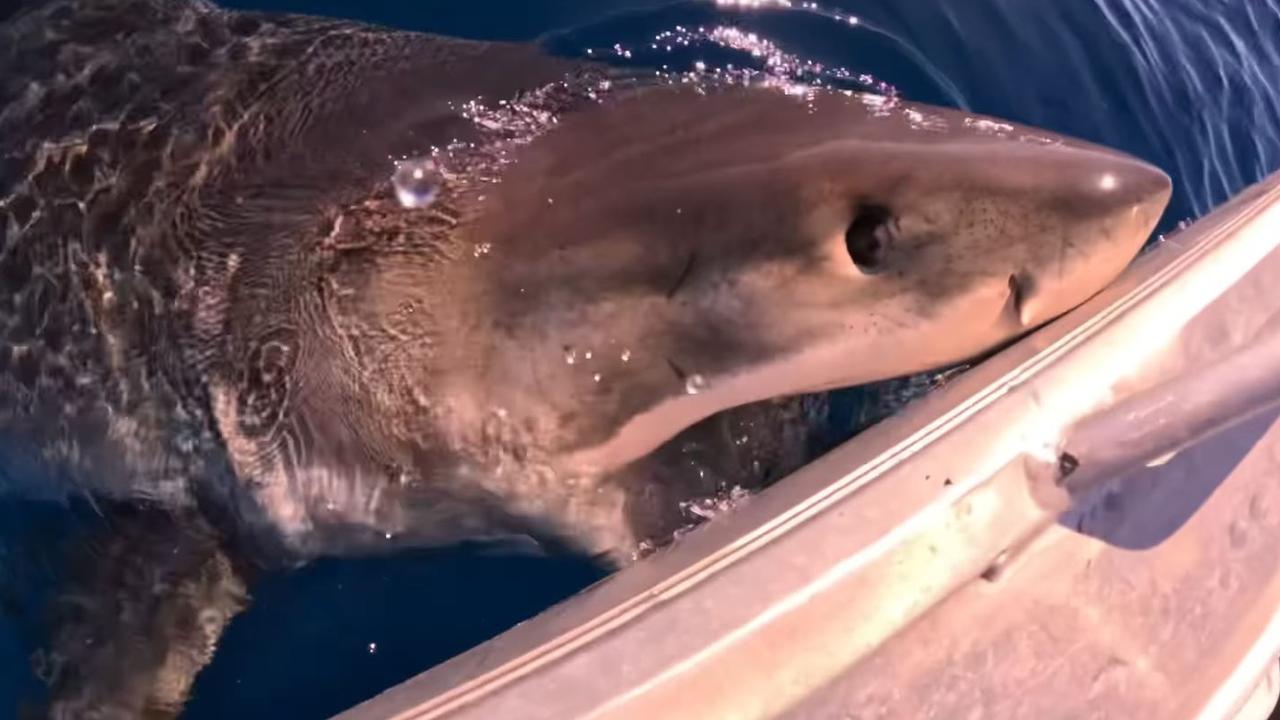 This great white shark took a liking to a small fishing boat, circling the boat off the Sunshine Coast before launching from the water to bite it. Picture: Jayden Grace/Facebook