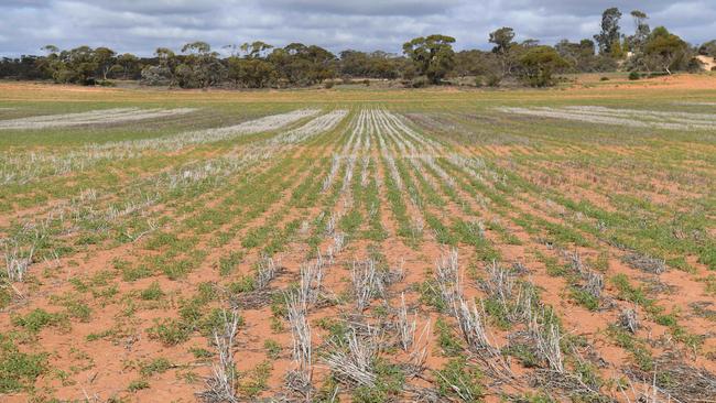 Growers in marginal areas have had to transform the way they farm. Picture: Tricia Watkinson