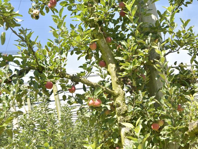 Nicoletti Orchards is home to a host of red and green apple varieties including gala, pink lady, sundower and fuji. Photo: Jessica Klein