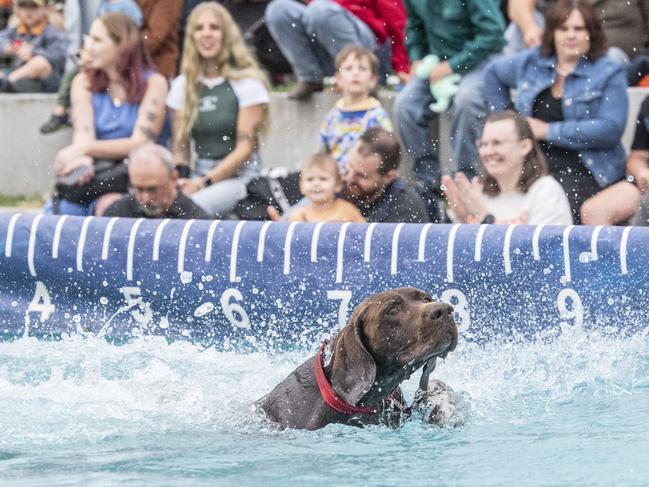 Morgan Rae's Yogi competes in dock dogs. Toowoomba Royal Show. Saturday, April 1, 2023. Picture: Nev Madsen.