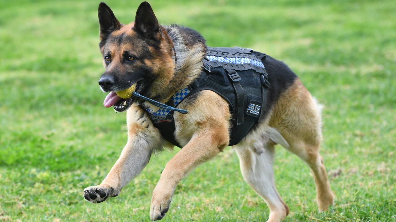 Police dog Ice retires alongside handler after seven years with SAPOL ...